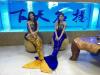 美人鱼海狮表演租赁 广州海洋生物展览出租