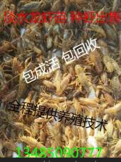 小龙虾种苗批发小龙虾苗多少钱一斤小龙虾种