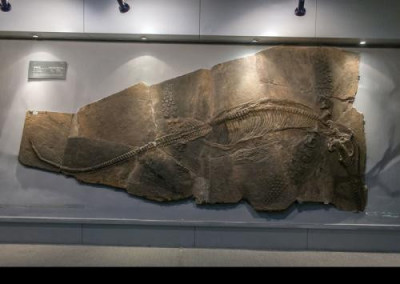 鱼龙化石交易权威鉴定