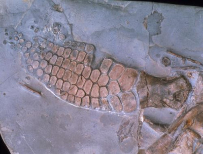 鱼龙化石交易权威鉴定