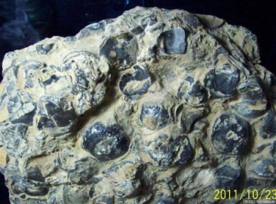 卖贝壳化石为什么还要鉴定
