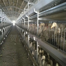 肉鸭笼养设备A德州自动化养鸭设备厂家A肉鸭