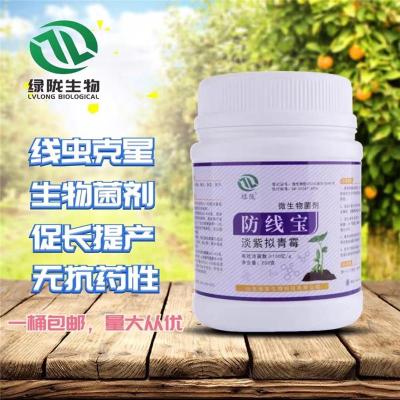 根结线虫微生物菌淡紫拟青霉 淡紫紫孢菌