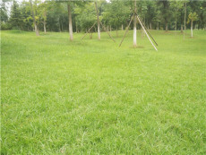 小區公園四季常青的草坪種子都有哪些品種