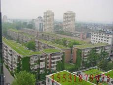 郑州盛鼎业多孔纤维棉绿色屋顶种植基地