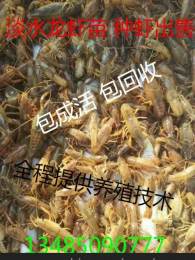 小龙虾种苗批发小龙虾养殖技术稻田如何养殖