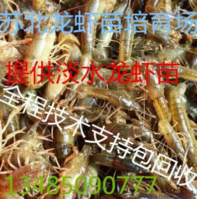 小龙虾种苗批发小龙虾养殖技术稻田如何养殖