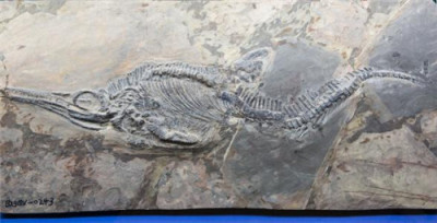 鱼龙化石拍卖价位是多少