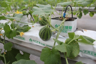 新技术农业岩棉块培育蔬菜瓜果