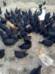 在昭通地区养殖一千只黑鸡赚得了多少钱