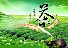 2019上海国际茶博会秋季茶叶展9月19
