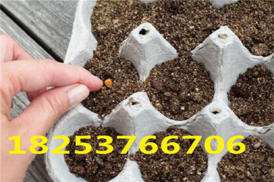 批發(fā)銷售白三葉種子  白三葉種子出芽率
