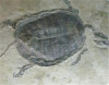 关于乌龟化石鉴定知识