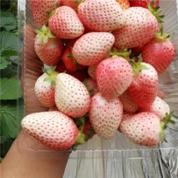 极早熟草莓品种 隋珠草莓苗 极丰产耐贮存