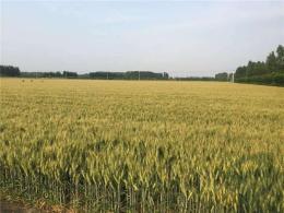矮秆大穗小麦种子高抗病小麦品种山科麦2000