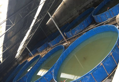 帆布鱼池无毒环保养殖牛蛙水箱加厚定做养