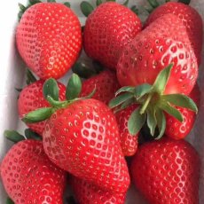 高效益 高产量的露天草莓苗都有哪些品种