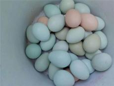 绿壳鸡蛋的好处 价格多少 哪里有卖