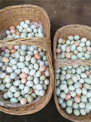 绿壳鸡蛋的好处 价格多少 哪里有卖