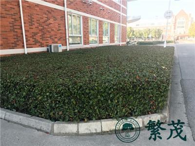 繁茂苏州绿化养护找哪家繁茂工厂绿化