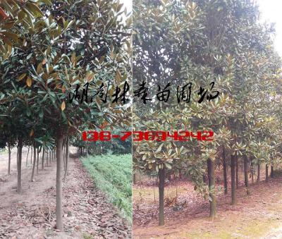 15公分18公分19公分20公分廣玉蘭價(jià)格