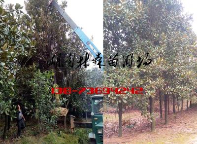 15公分18公分19公分20公分廣玉蘭價(jià)格