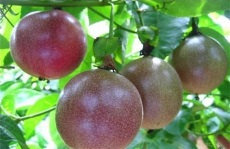 百香果种植如何管理 百香果施肥方案