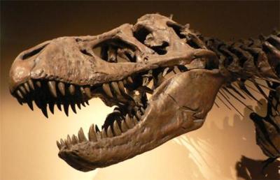 鉴定恐龙牙化石哪里比较可靠