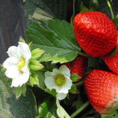 正宗的红颜草莓苗哪里有卖的 多少钱一棵
