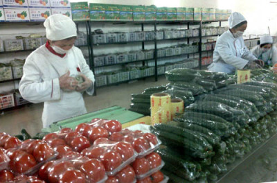 南城蔬菜配送公司 提供一站式蔬菜配送服务