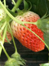 红颜草莓苗品种好不好 多少钱一棵