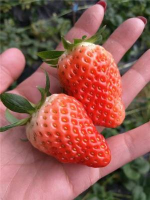 四季草莓苗 隋珠草莓苗哪里有卖的 多少钱一