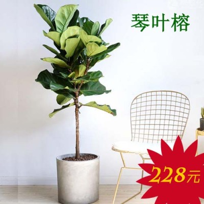 广州海珠区绿植盆栽购买  赤岗办公室绿植