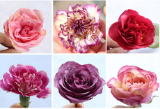 鲜花干燥剂沙干花硅胶粉玫瑰永恒花制作标本