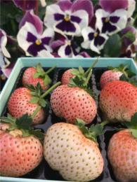 优质的低价四季草莓苗哪里有卖的 多少钱
