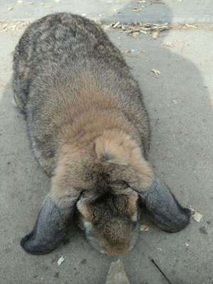 今年公羊兔的市场价格大型公羊兔母兔养殖