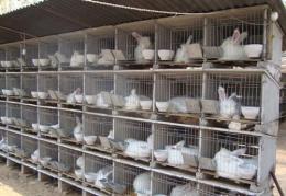 子母兔子笼厂家指导价格兔笼配件