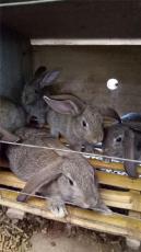 甘肃杂交野兔种母兔养殖成本有多少