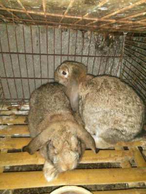 今年公羊兔的市场价格大型公羊兔母兔养殖