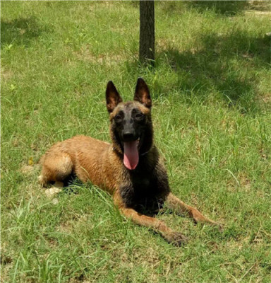 马犬养殖场大安马犬幼犬多少钱一条