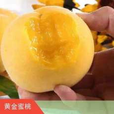 特好吃的黄桃 黄金蜜1号品种介绍 多少钱