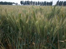 高产麦种高产小麦品种山科麦2000