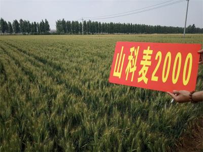 高產麥種高產小麥品種山科麥2000