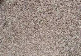 印度孜然清關公司/青島孜然進口清關代理