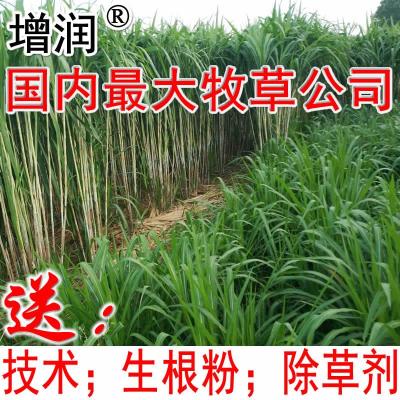 台湾甜象草种节 甜象草种子种苗