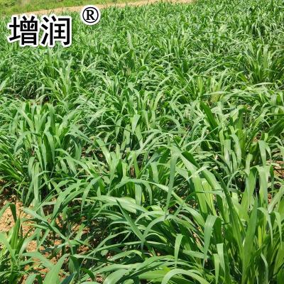 台湾甜象草种节 甜象草种子种苗