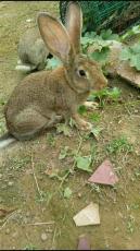 江西上饶大型野兔养殖公司野兔兔种批发
