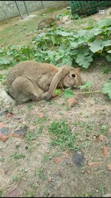 杂交野兔哪个品种赚钱快野兔养殖没有风险