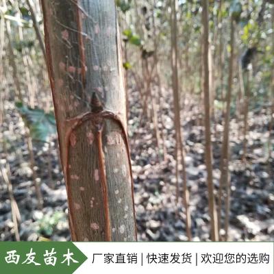 河南杨树苗基地107速生杨树苗批发白杨树苗