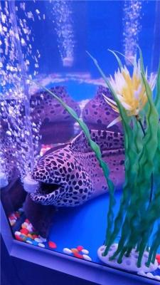 魚缸展覽出租